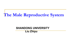 Male urethra