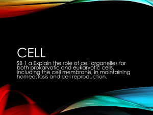 Cellular Structure Teacher Copy