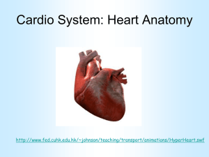 The Cardiovascular System - Heart Anatomy Mar 06 PITS