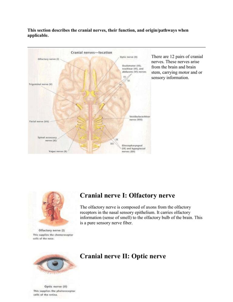 Cranial Nerves