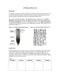 AP Biology Mitosis Lab: Onion Root Tip Cell Study