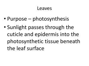 Leaves - Haiku