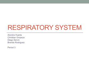 Respiratory System - Science Done Wright