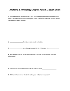 Anatomy & Physiology: Nervous System Study Guide