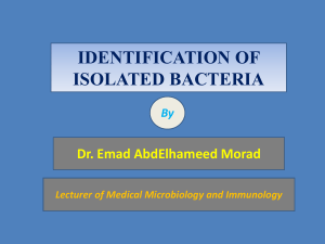 5. Identification of bacteria
