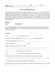 Cow Eye Dissection Lab Worksheet - Middle School Science