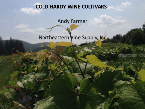 Cold Hardy Wine Cultivars: Grape Varieties & Winemaking