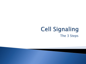 Steps of Cell Signaling