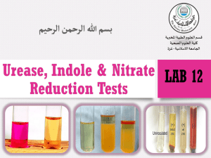 Urease, Indole, Nitrate Tests: Microbiology Lab Guide