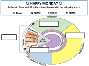 M phase