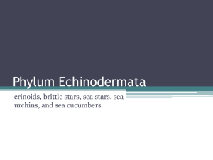 Phylum Echinodermata - carterbiology2-12-1809