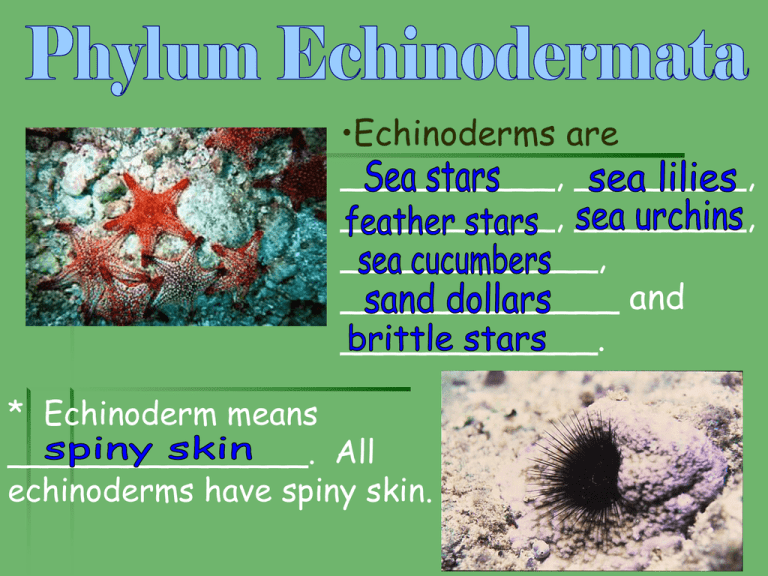 phylum-echinodermata