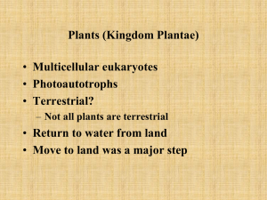 Plants (Kingdom Plantae)