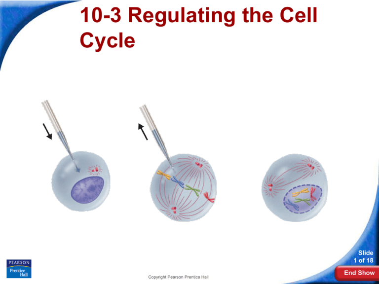 regulating-the-cell-cycle