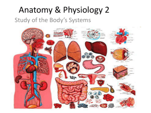 Anatomy & Physiology 2 - Balance Massage Therapy