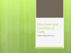 cell walls