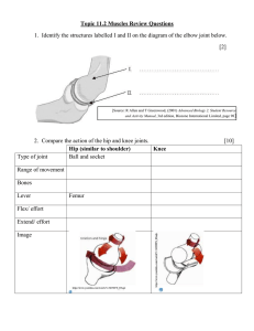 Muscles Review Questions: Anatomy & Physiology