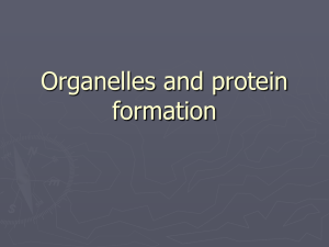 Organelles and Cellular Function