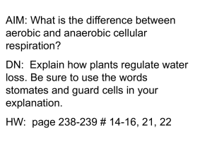 What is the equation for Cellular Respiration?