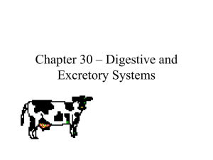 Digestive & Excretory Systems: High School Biology Presentation