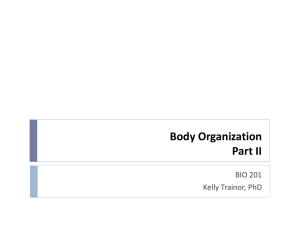 Body Organization: Anatomy Terminology & Cavities