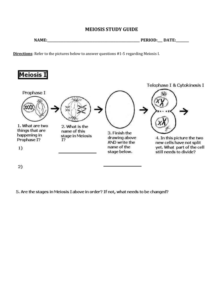 meiosis study guide