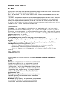 Cell Division: Mitosis & Meiosis Study Guide