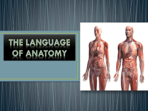 Body Orientation and Language of Anatomy