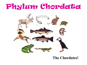 Phylum Chordata: Characteristics & Classification