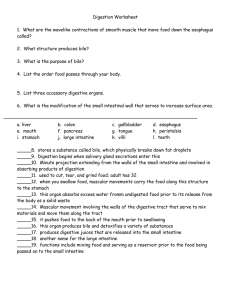 Digestive System Worksheet: Parts & Functions