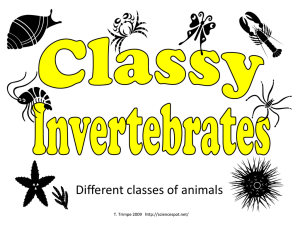 Invertebrates