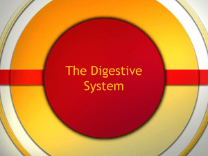 3 ESO Digestive