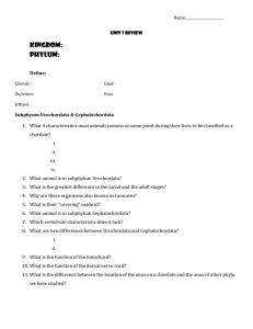 Chordate Review Worksheet: Urochordata, Cephalochordata, Vertebrata