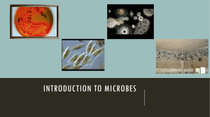 Microbes introduction