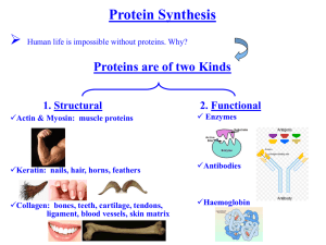 Protein Synthesis: Transcription & Translation Explained