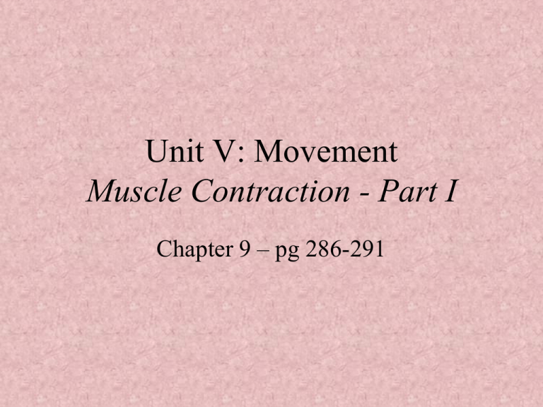 muscle-contraction