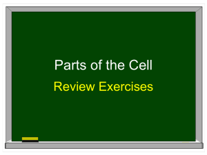 Parts of the Cell - Middle