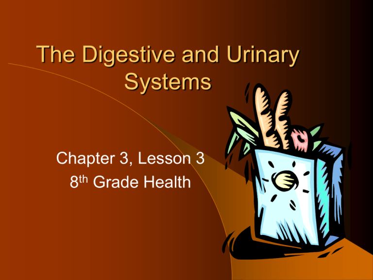 The Digestive and Urinary Systems