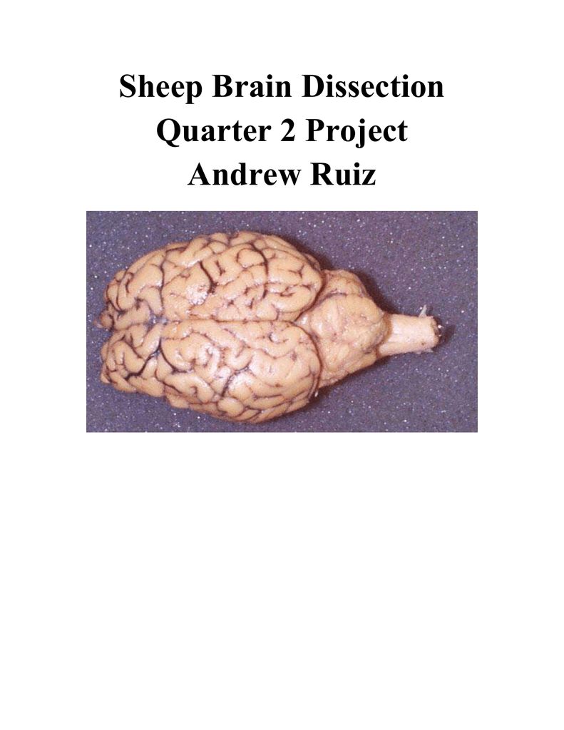 Sheep Brain Dissection Report Regarding Sheep Brain Dissection Worksheet