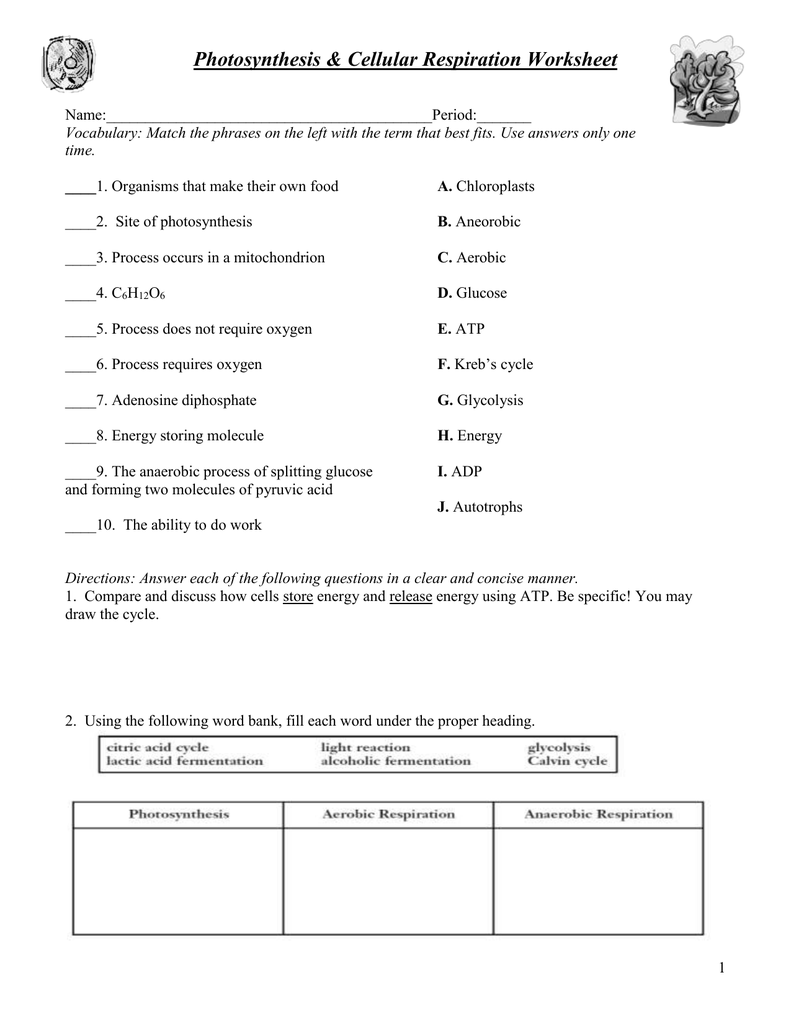 Photosynthesis & Cellular Respiration Worksheet With Cellular Respiration Worksheet Answer Key