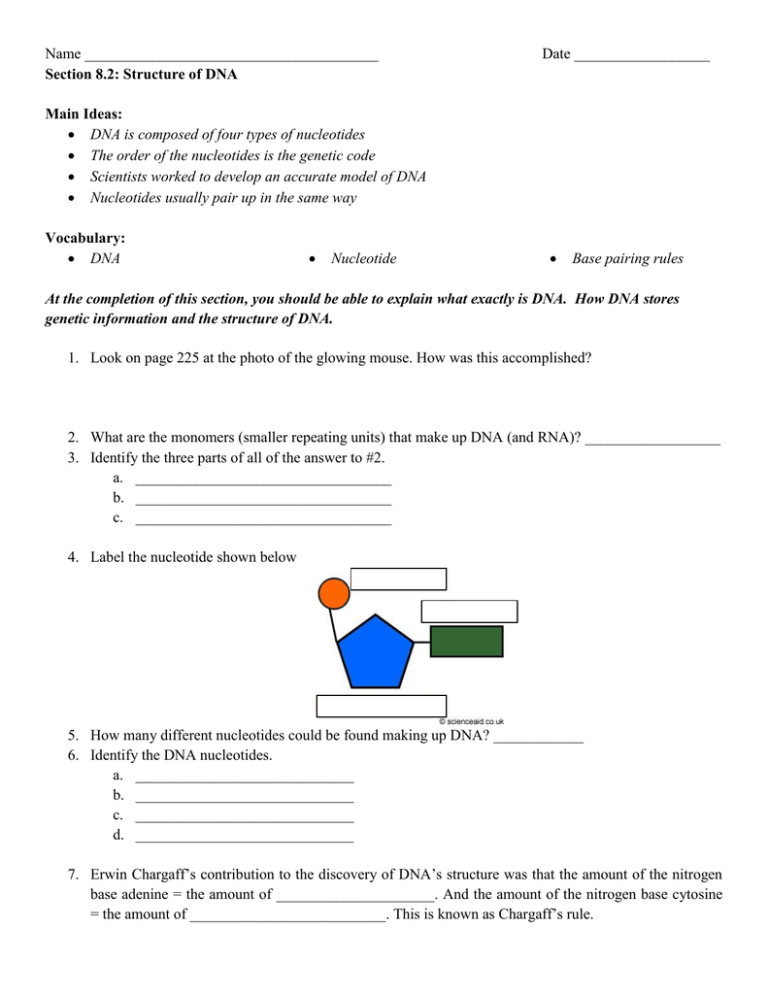 DNA Structure Worksheet Nucleotides & Base Pairing