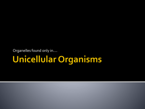 Unicellular Organisms
