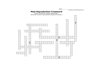 Male Reproduction Crossword