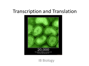 Transcription and Translation: IB Biology Presentation