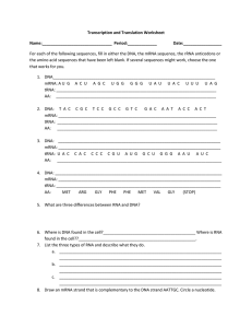 Transcription and Translation Worksheet