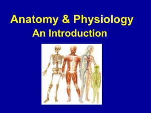 Anatomy & Physiology: Introduction to Body Structure & Function