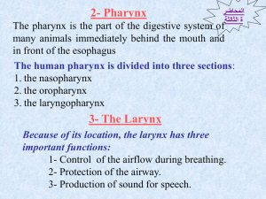 Pharynx, Larynx & Respiratory System Anatomy Lecture Notes