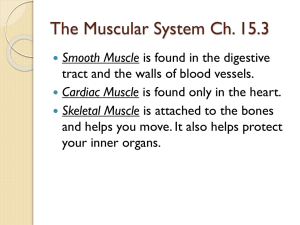 Musc_ system notes ppt_
