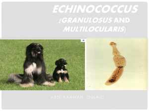 Echinococcus granulosus (and multilocularis)