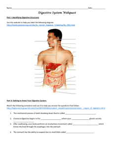 Digestive System Webquest